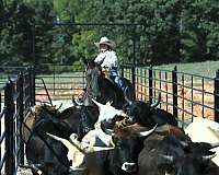 trail-riding-quarter-horse
