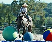 working-cattle-quarter-horse