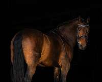 dressage-friesian-horse