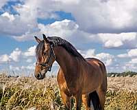 beginner-friesian-horse
