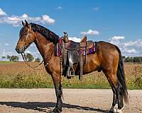 athletic-friesian-horse