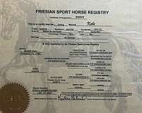 driving-friesian-horse