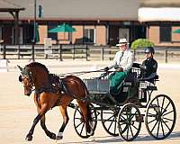 eventing-friesian-horse