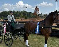 flashy-friesian-horse