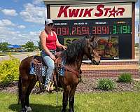 husband-safe-friesian-horse
