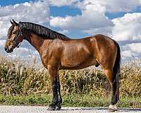 jumping-friesian-horse