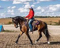 parade-friesian-horse
