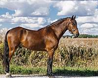 performance-friesian-horse