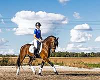 ridden-english-friesian-horse