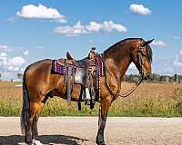 ridden-western-friesian-horse