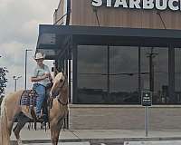 jumping-quarter-pony