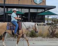 kid-safe-quarter-pony