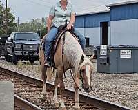 performance-quarter-pony