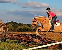 ranch-versatility-quarter-pony