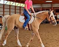 ridden-english-quarter-pony