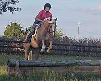 roping-quarter-pony