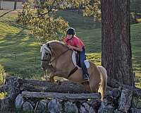 show-quarter-pony