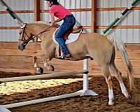 ridden-western-quarter-pony