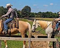 trail-quarter-pony