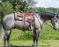athletic-quarter-horse