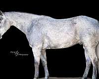 flashy-quarter-horse