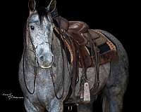 performance-quarter-horse