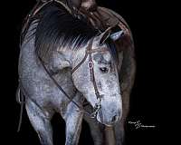 ranch-quarter-horse