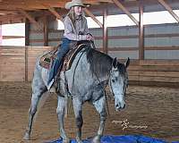ranch-work-quarter-horse