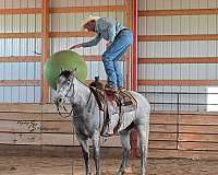 trail-quarter-horse