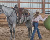roping-quarter-horse