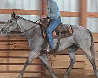 show-quarter-horse