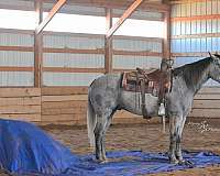 trail-riding-quarter-horse