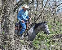 youth-quarter-horse