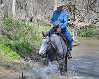 working-cattle-quarter-horse