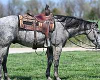 western-riding-quarter-horse