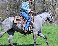 husband-safe-quarter-horse