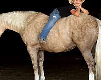 dressage-draft-horse