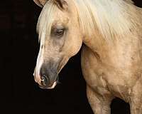 athletic-draft-horse