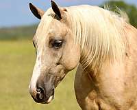 flashy-draft-horse