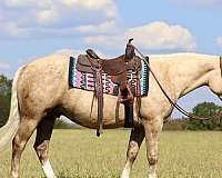 jumping-draft-horse