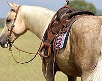 parade-draft-horse