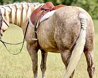 performance-draft-horse