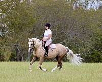 ranch-versatility-draft-horse