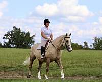 ranch-work-draft-horse