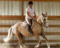 reined-cow-draft-horse