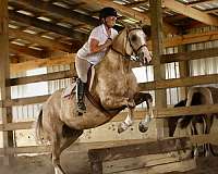 ridden-english-draft-horse