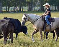 ridden-western-draft-horse