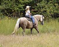 show-draft-horse