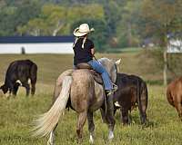show-hack-draft-horse