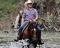 breeding-quarter-horse